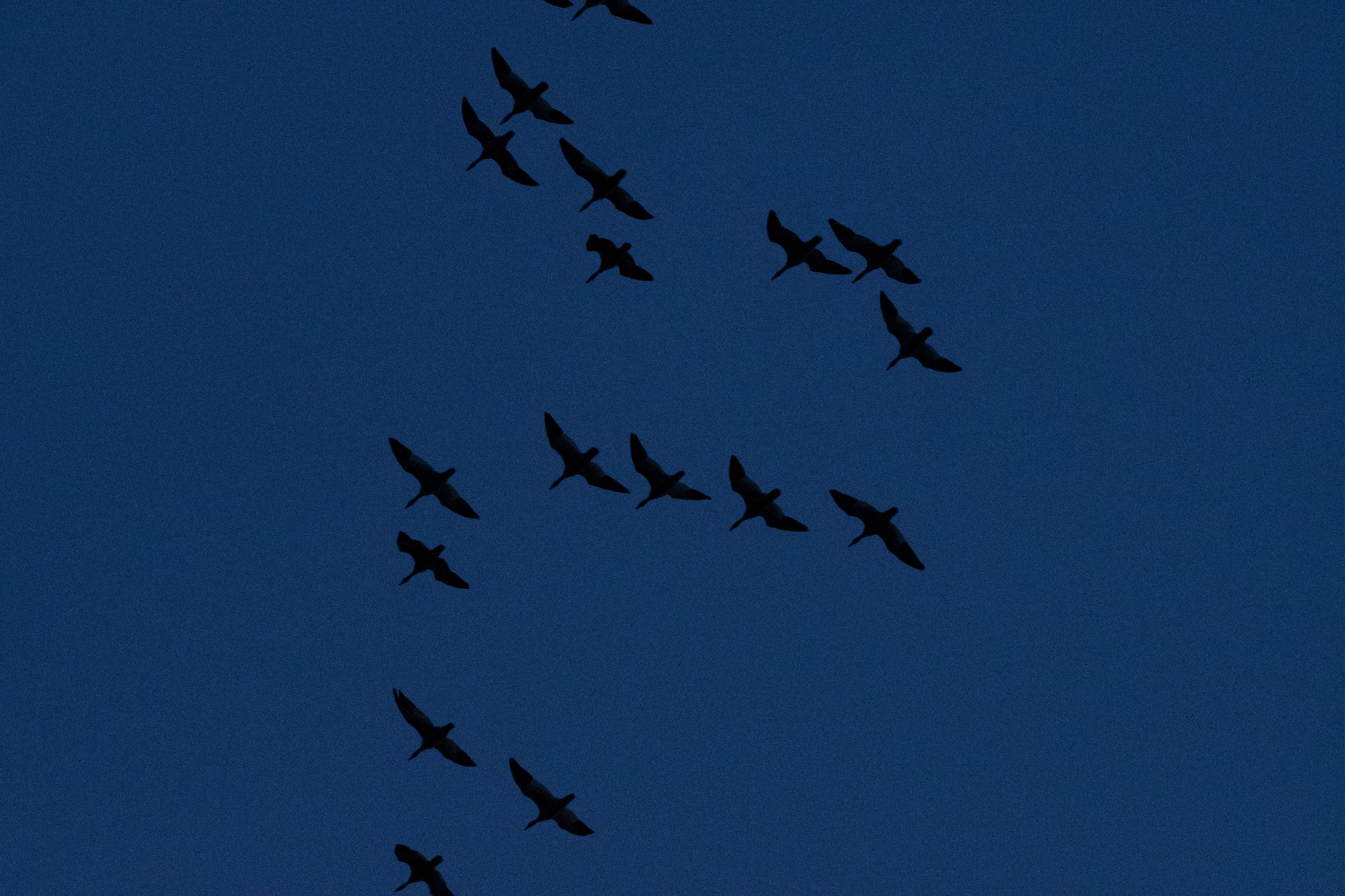 Snow Geese